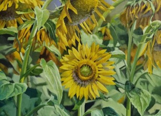 해바라기(Sunflower)